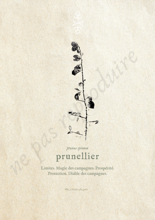 Prunus • Tirage d’art botanique
