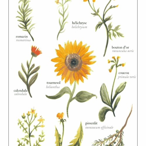 Magie solaire (été)  • Affiche d’art botanique