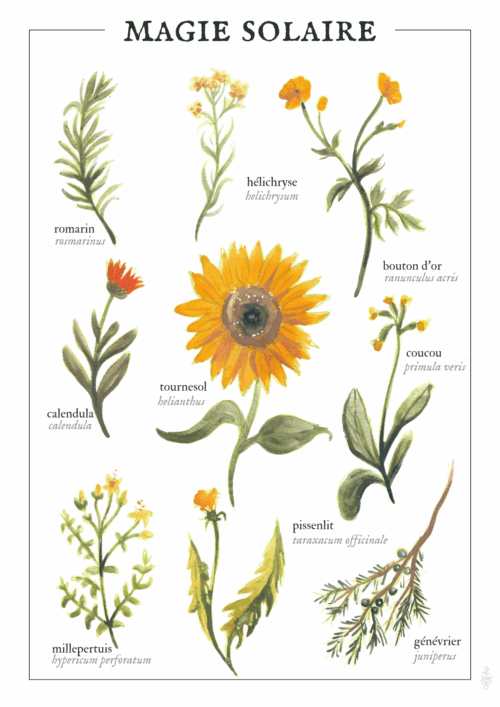 Magie solaire (été)  • Affiche d’art botanique