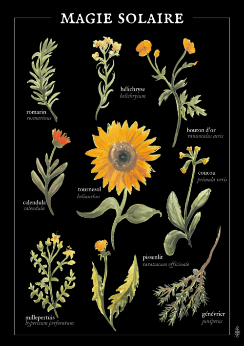 Magie solaire (été)  • Affiche d’art botanique – Image 2