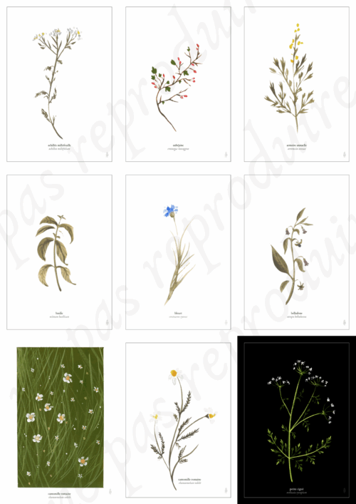 Plantes unitaires • Tirage d’art botanique A5 / A6 – Image 2