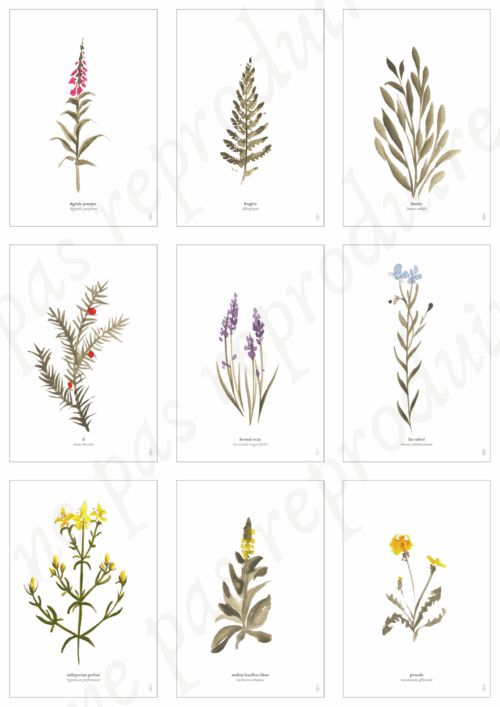 Plantes unitaires • Tirage d’art botanique A5 / A6 – Image 4
