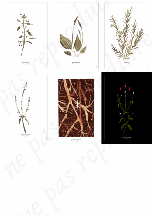 Plantes unitaires • Tirage d’art botanique A5 / A6 – Image 3