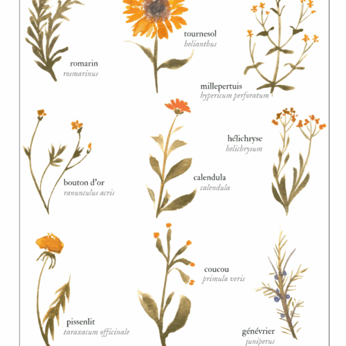 Magie solaire (été)  • Affiche d’art botanique version minimaliste