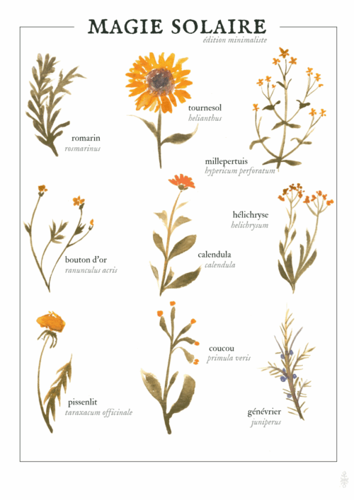 Magie solaire (été)  • Affiche d’art botanique version minimaliste