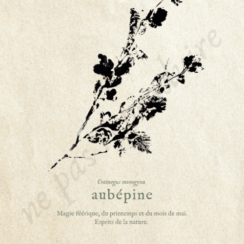Aubépine • Tirage d’art botanique