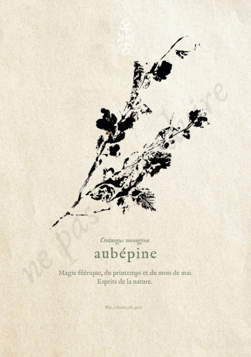Aubépine • Tirage d’art botanique