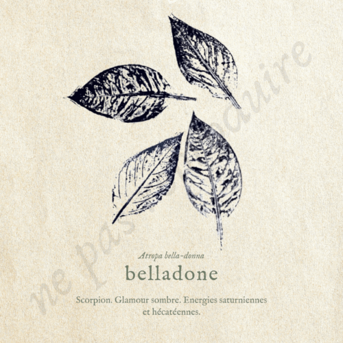 Belladone • Tirage d’art botanique