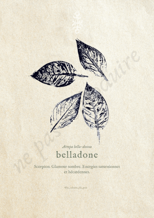 Belladone • Tirage d’art botanique