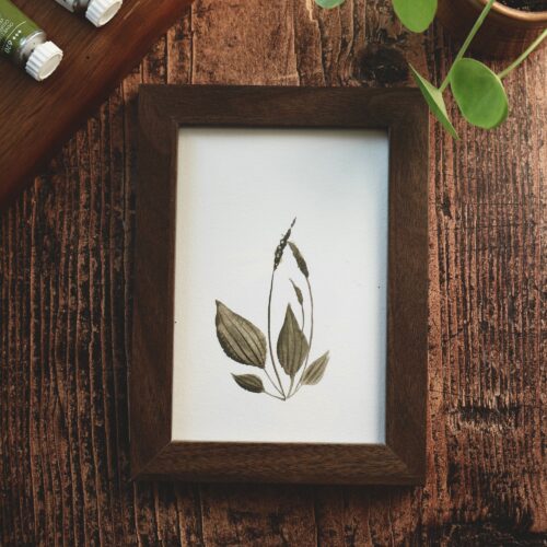 Plantes unitaires • Tirage d’art botanique A5 / A6