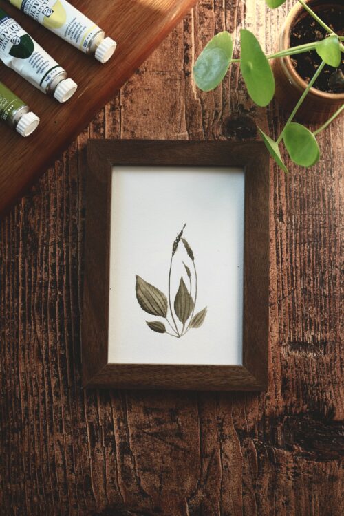 Plantes unitaires • Tirage d’art botanique A5 / A6