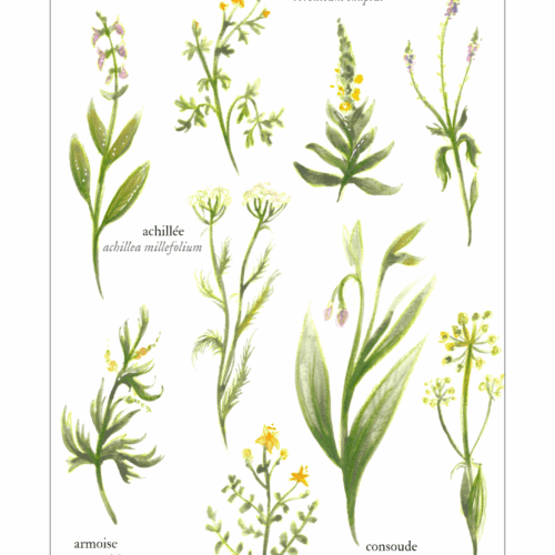 Les simples • Affiche d’art botanique