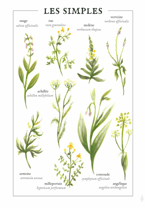 Les simples • Affiche d’art botanique