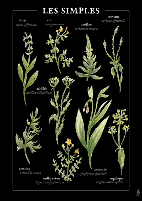 Les simples • Affiche d’art botanique – Image 2