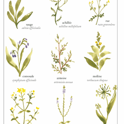 Les simples • Affiche d’art botanique version minimaliste