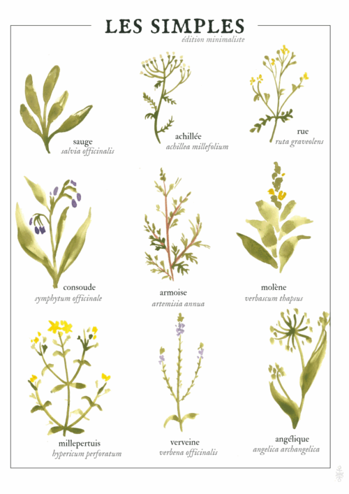 Les simples • Affiche d’art botanique version minimaliste