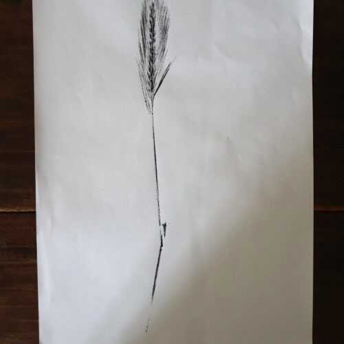 Empreinte de blé- Original sur papier