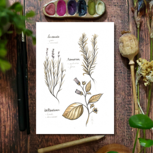 Herbier des soeurs Owens • Tirage d’art