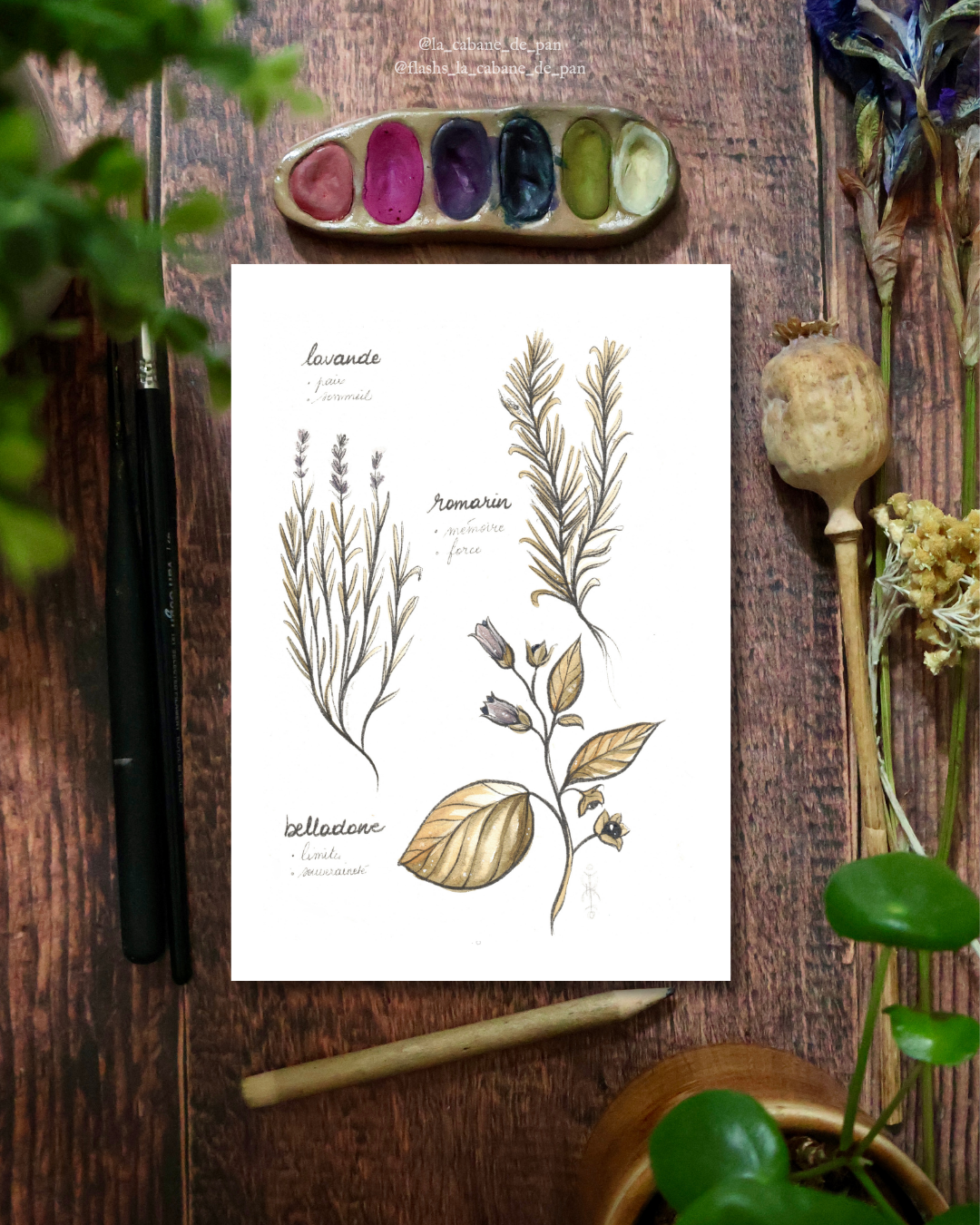 Herbier des soeurs Owens • Tirage d’art