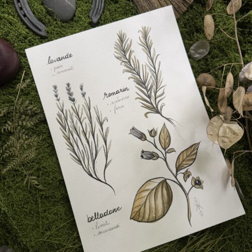 L’herbier des ensorceleuses - original sur feuille